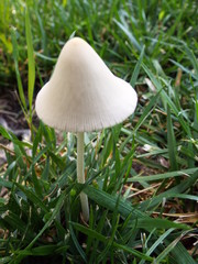 The Fungus Amungus 5