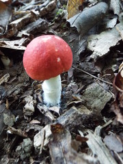 The Fungus Amungus 4