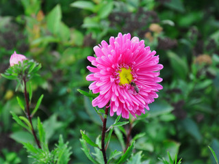 one pink aster with a bee