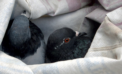 Pigeons for sale in local market. Two doves in village. Pigeons are good for health. Pigeons are...