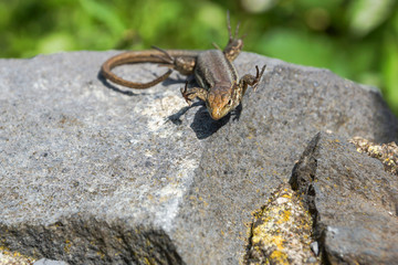 lizard is sitting on the big stone