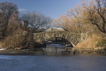 Central Park Pond and Bridge with Skyscapers