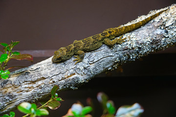 View of a live Tuatara (Sphenodon punctatus) on a branch, a dinosaur reptile 