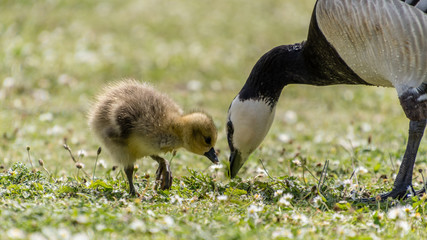 Baby Canada Goose with its Mother
