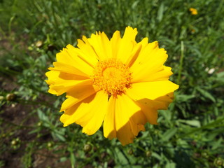 Floral of Yellow