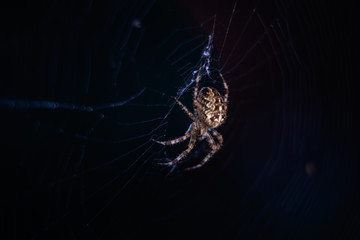 Crowned orbweaver