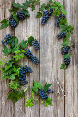 Blue grapes bunches with plant leaves. Top view, close up on wooden vintage background and scissors for grapes