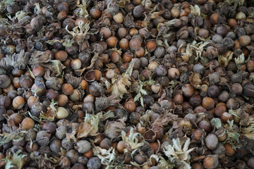 Hazelnuts on the ground ready to be harvested, Cortemilia, Piedmont - Italy