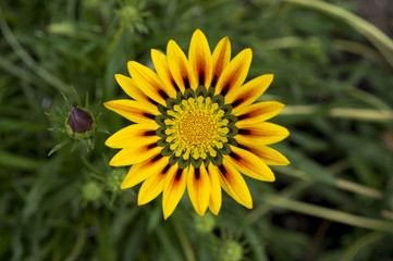 yellow gazania