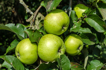 Apples Antonovka ripen on branches. Apples ripen on the tree