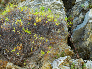 Dre mountain bush growing on the stone steep slope, period of drought and lack of water