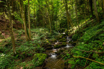 Fototapeta na wymiar Kleiner Bach in saftigem grünen Wald