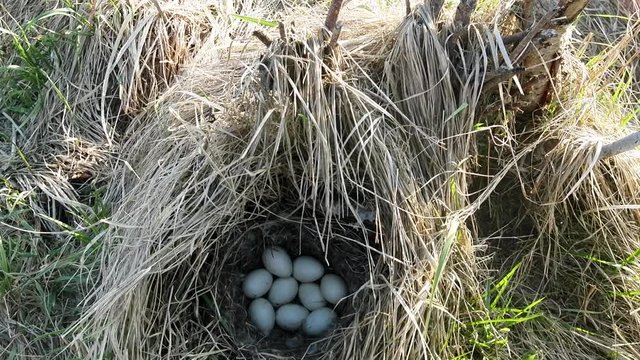 Nest of the Mallard with dry grass forming canopy
