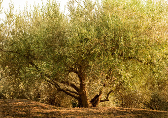 Big, wide and old olive tree