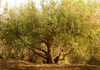 Cercles muraux Olivier Big, wide and old olive tree