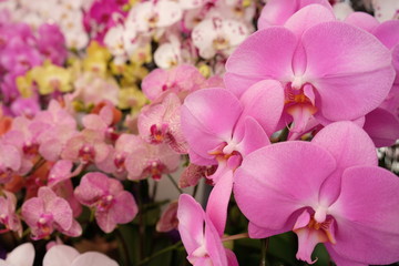 Fototapeta na wymiar Pink Phalaenopsis orchid in the foreground and colorful mix of red, pink, yellow and white orchids in the background