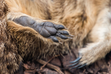 Meerkat Foot Closeup