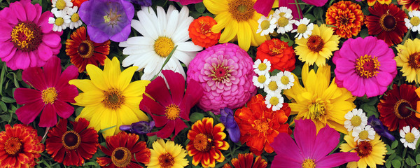 Blumenhintergrund, Ansicht von oben. Postkarte, Hintergrund für eine Gratulation.