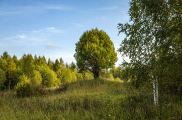 Kinds of nature and a tree on a hill