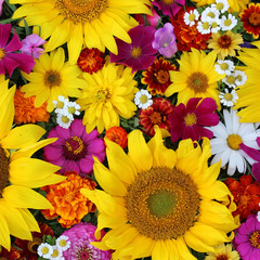 Floral background, top view. Sunflowers and garden flowers.
