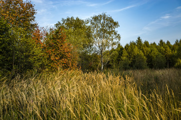 Forest vegetation of the Moscow region