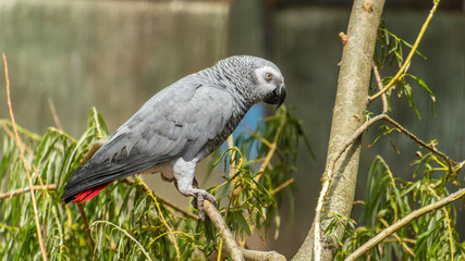Obraz premium African Grey Parrot