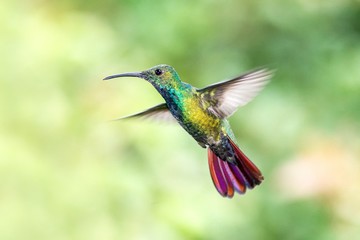 Fototapeta na wymiar Green-breasted Mango, hovering next to flower in garden, bird from mountain tropical forest, Costa Rica, natural habitat, beautiful hummingbird, wildlife, nature, flying gem, clear green background