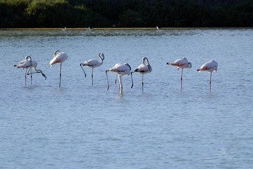 flamingo on an island in the middle of a lake against a backdrop of mountains