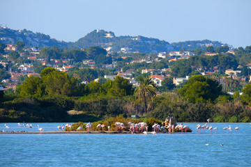 Fototapeta premium flamingo on an island in the middle of a lake against a backdrop of mountains
