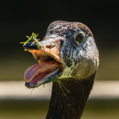 Goose with a Grassy Beak