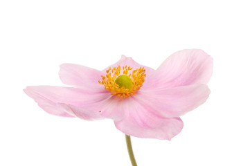 Anemone flower isolated