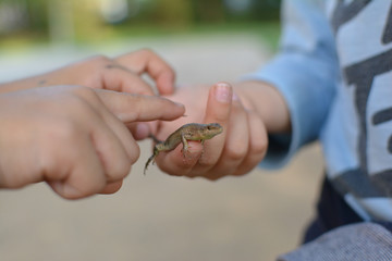 CHILDREN HANDS HOLDING A FRIGHTENED LIZARD OR DEFOCUSED BACKGROUND