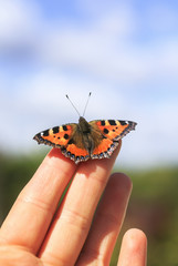 Fototapeta premium jasny pomarańczowy motyl siedzi na palcach męskiej dłoni i leci w błękitne niebo