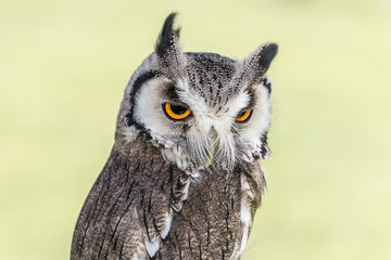 southern white-faced owl