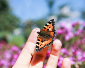 Fototapeta premium orange butterfly sits on the fingers of a man's hand and is going to fly to blue sky