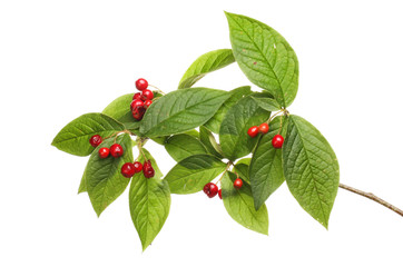 Cotoneaster leaves and berries © Richard Griffin