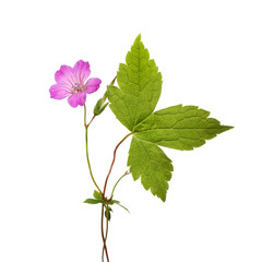 Cranesbill geranium flower and leaves