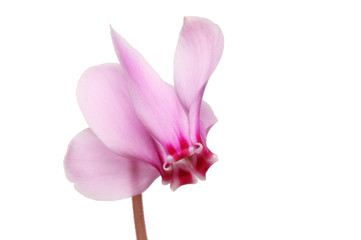 Cyclamen flower isolated