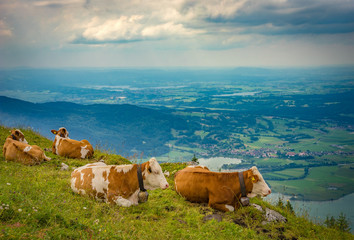 Cow lying on mountain valley pasture in Austrian Alps