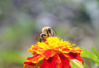 little bee collects nectar for honey with a bright orange flower marigolds summer clear day
