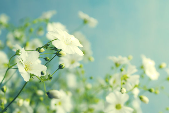 Bouquet of gypsophila on a light blue background. Small white flowers