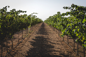 Fototapeta na wymiar Bunches of grapes in the vine