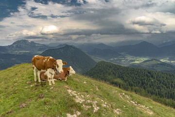 Fototapeta na wymiar Cow lying on mountain valley pasture in Austrian Alps