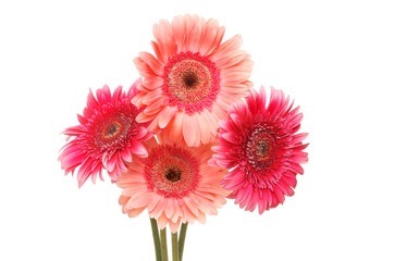 Four gerbera flowers