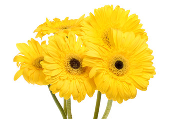 Gerbera daisy flowers
