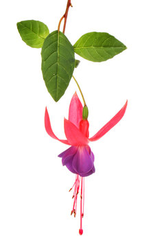 Fuchsia flower and leaves
