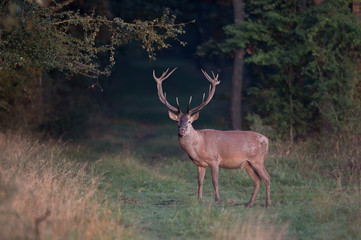 Red deer in forest