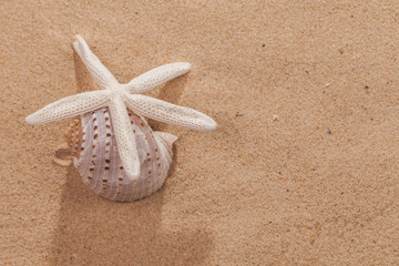 sandy beach scene in summer holiday vacation with starfish and shellfish on sand and copy space