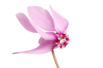 Magenta cyclamen flower