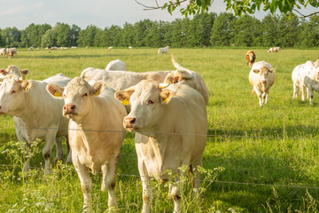 ein paar Rinder auf der Weide